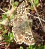 Pyrgus malvoides